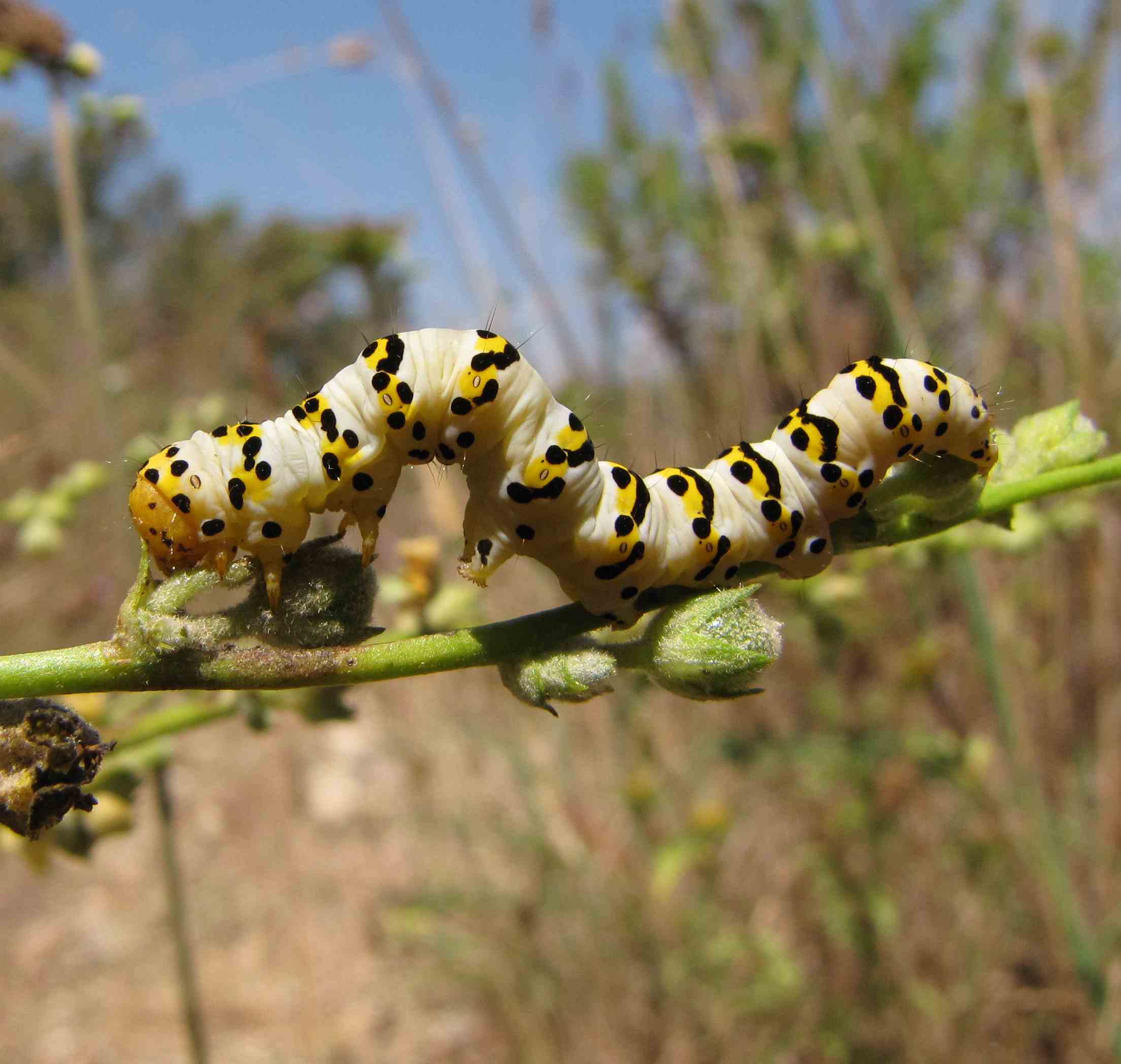 Bruco macaone? - No, Cucullia (Shargacucullia) lychnitis - Noctuidae